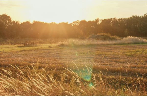 Field with Sunset