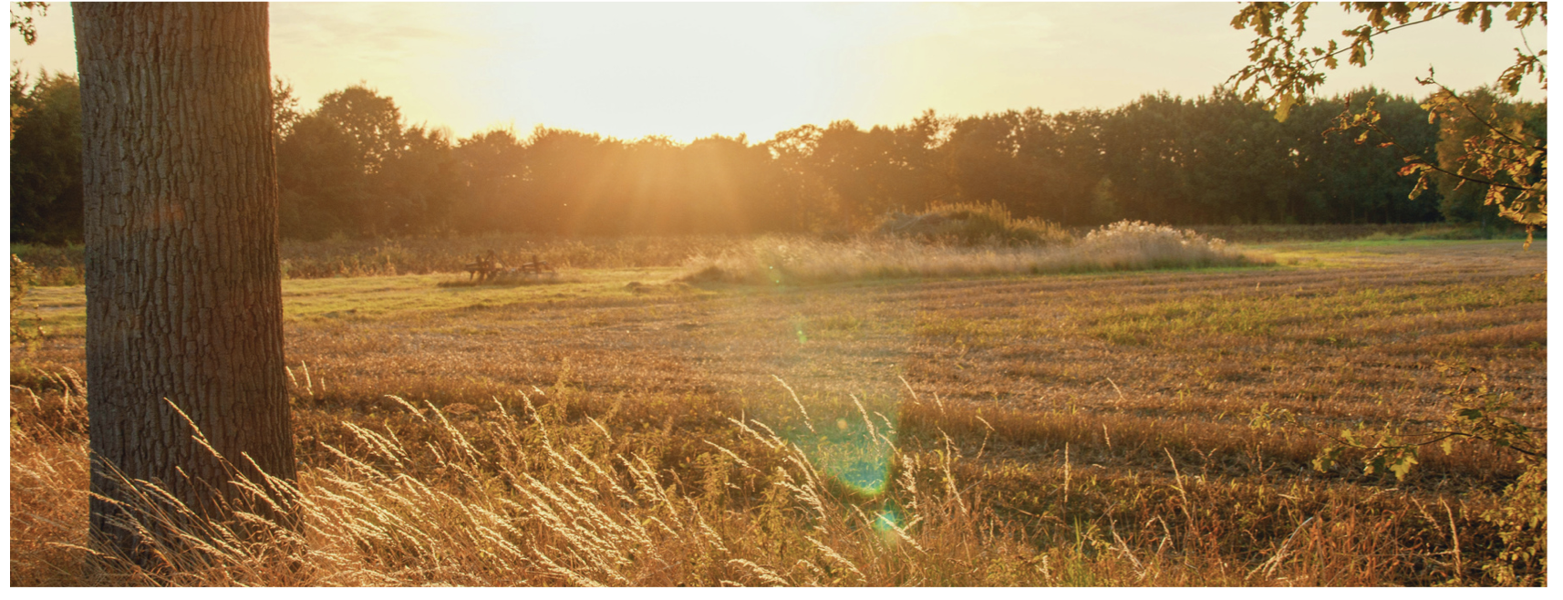 Field with Sunset